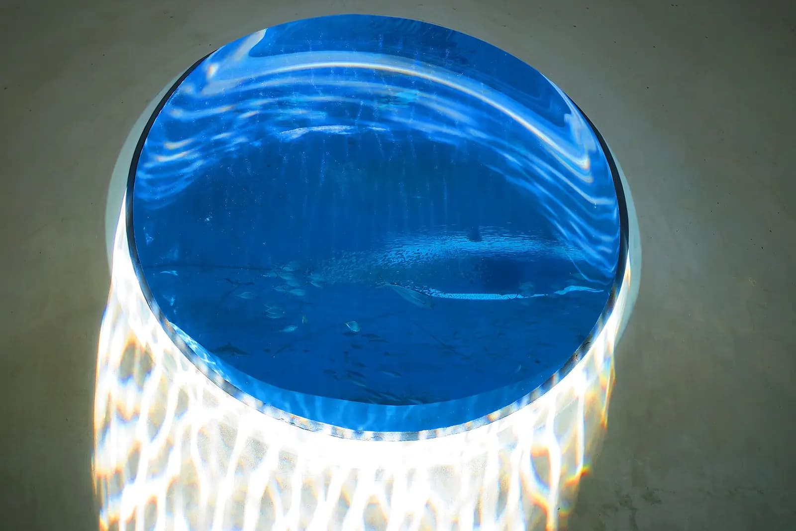 The acrylic oculus beneath the Gulf Stream Aquarium at Frost Science, seen from below with fish passing overhead