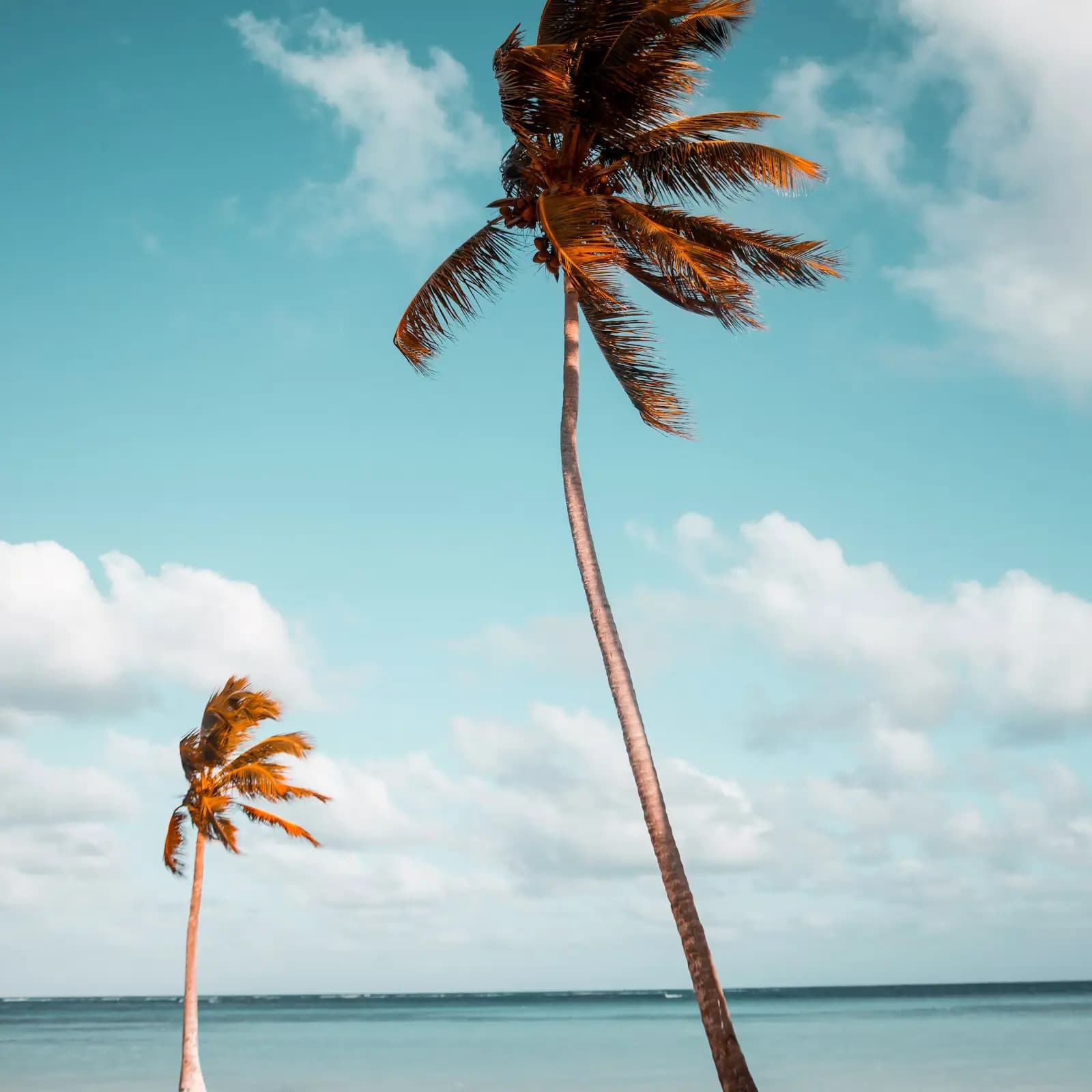 Coconut palm fronds moving against a bright blue sky with cloud building behind them