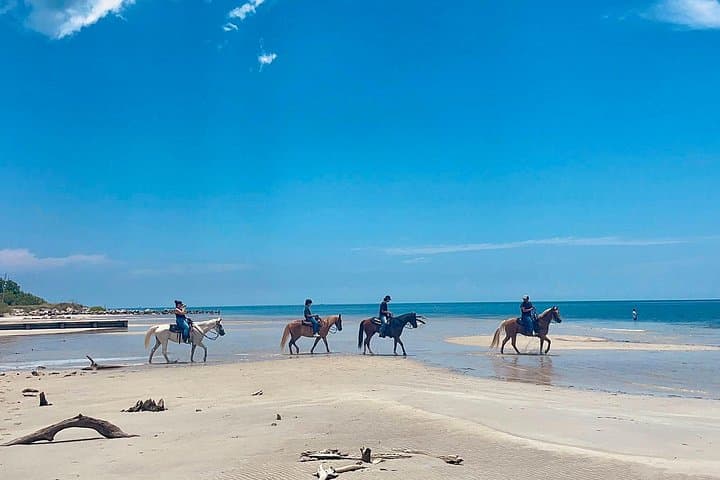 HorseBack Tours on Miami waters