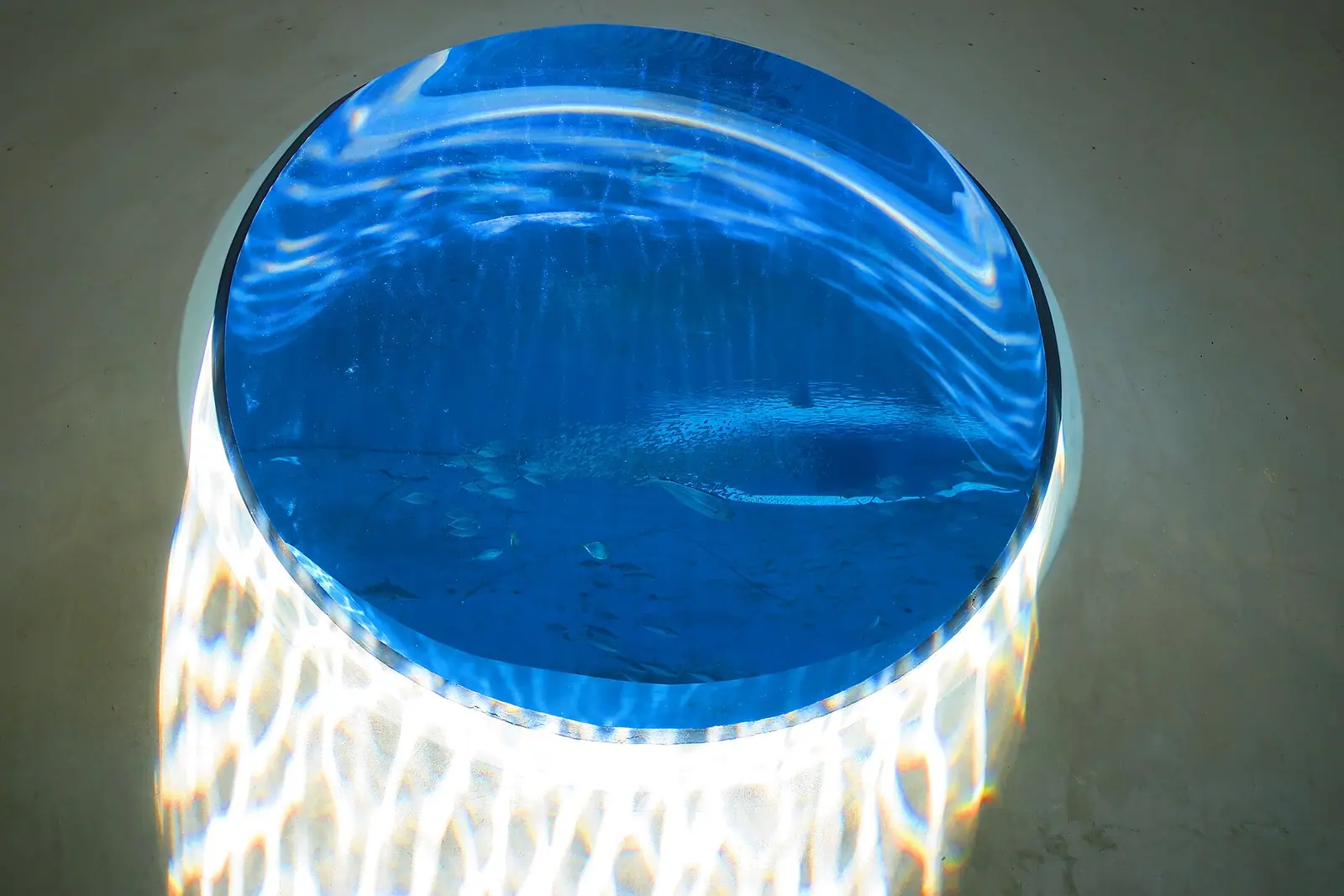The acrylic oculus beneath the Gulf Stream Aquarium at Frost Science, seen from below with fish passing overhead